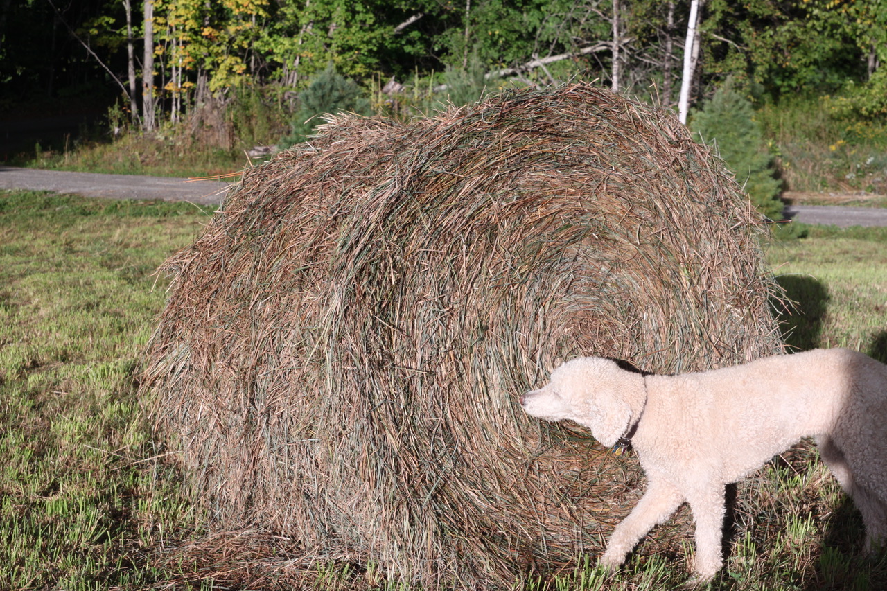 dog bale