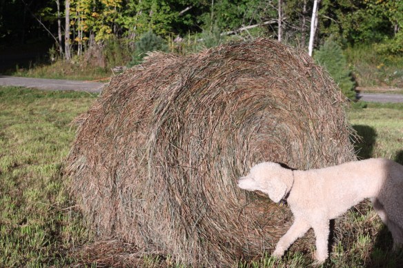dog bale