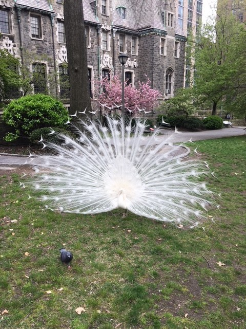 white peacock